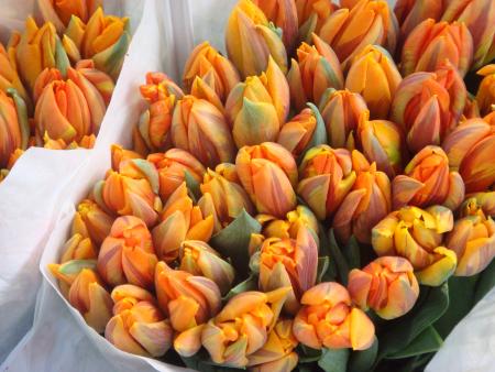 Superbes tulipes !