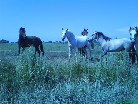 Que c'est beau la camargue...