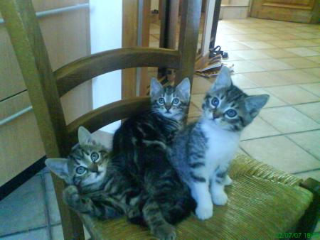Les chatons de Princesse